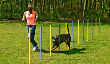 ОПРОС (до 25.05.2022): собачьи площадки в Строгино