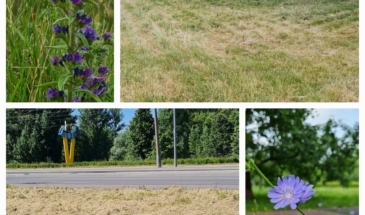 ГОЛОСУЕМ:  газон в вашем дворе — стричь или нет?