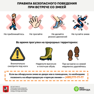 Правила безопасного поведения при встрече со змеёй инфографика