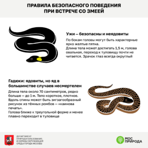 Уж и гадюка — правила безопасного поведения при встрече со змеёй инфографика