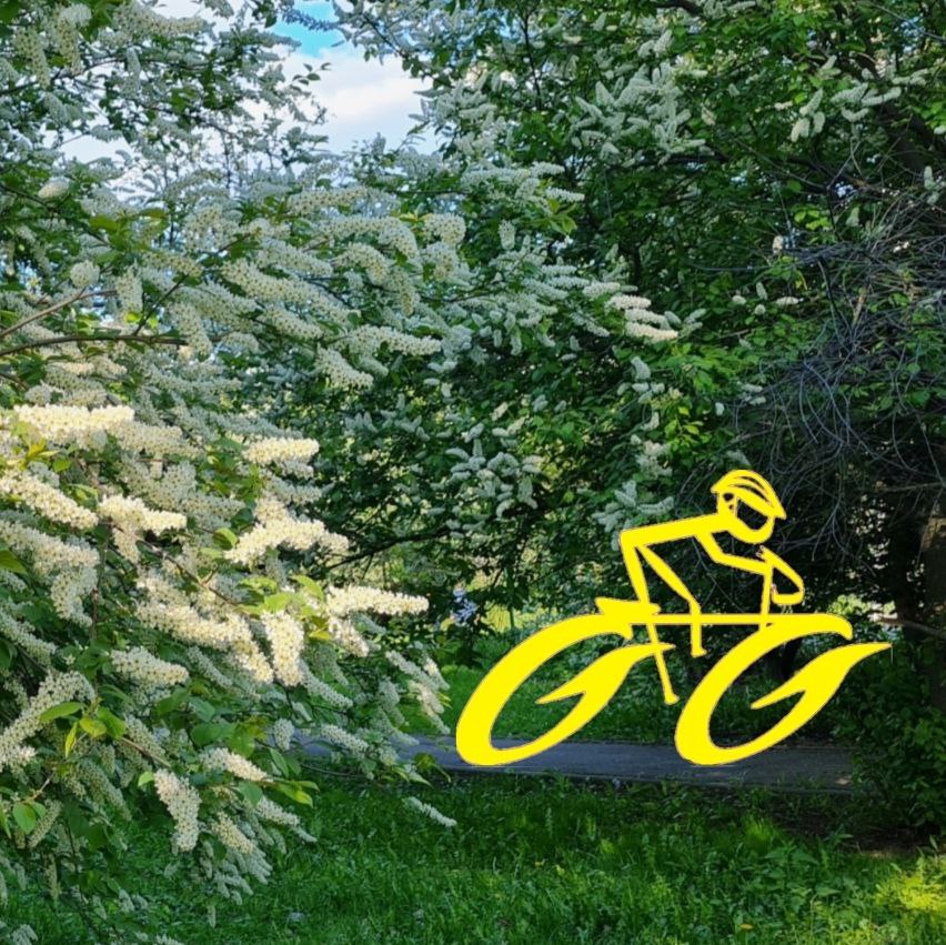 Велосипедист в Яблоневом саду, Строгино