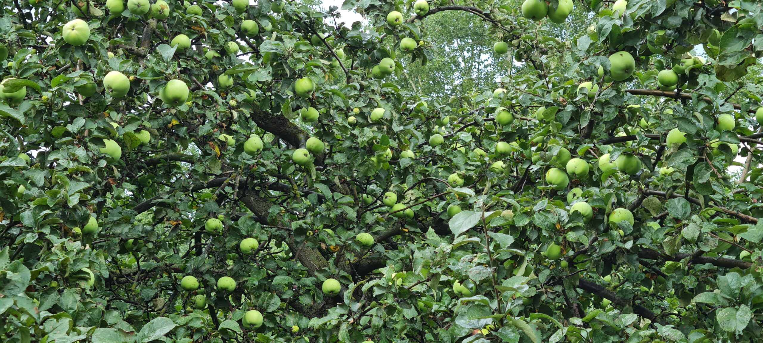 Яблоневый сад: экспериментальный, мичуринский, последний…